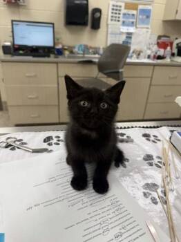 Cassian -  Domestic Short Hair Cat for Adoption in Westland, Michigan - Cassian | PetCurious