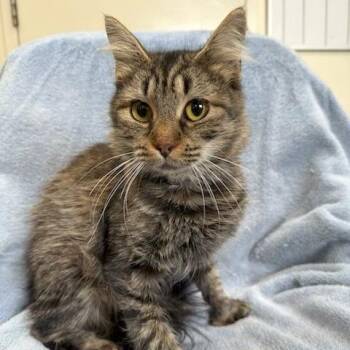 Gretel -  Extra Toes Cat Hemingway Polydactyl and Domestic Short Hair Cat for Adoption in Hawthorne, California - Gretel | PetCurious