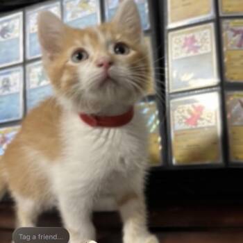 Charmander (R) -  Domestic Short Hair and Domestic Medium Hair Cat for Adoption in Denver, Colorado - Charmander (R) | PetCurious