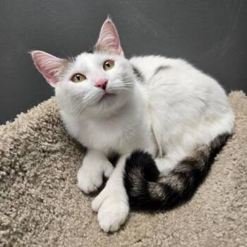 Misty -  Domestic Short Hair and Extra Toes Cat Hemingway Polydactyl Cat for Adoption in Buffalo, New York - Misty | PetCurious