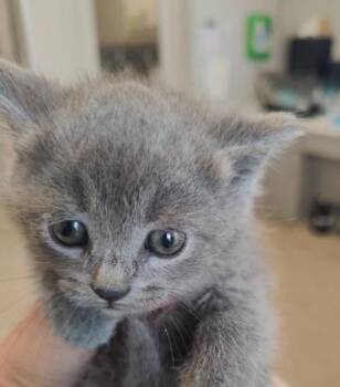Peppa -  Domestic Short Hair Cat for Adoption in Lafayette, Indiana - Peppa | PetCurious