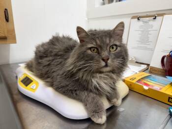Domestic Long Hair Cats Available for Adoption - Mophead | PetCurious