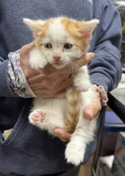 Toffee -  Domestic Medium Hair Cat Available for Adoption in Apollo, Pennsylvania - Toffee | PetCurious