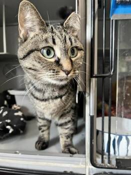 Pretty Poppy -  Domestic Short Hair Cat for Adoption in Dayton, Minnesota - Pretty Poppy | PetCurious