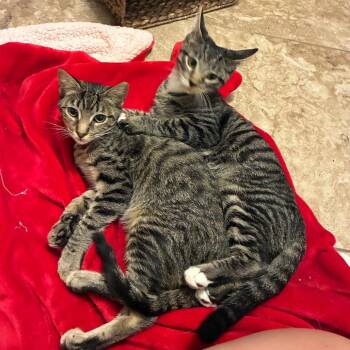 Otis -  Domestic Short Hair Cat for Adoption in Folsom, Louisiana - Otis | PetCurious