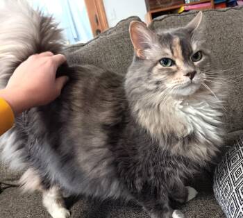 Maine Coon Cats Available for Adoption in Newport, Washington - Mable: Snuggle Bug! | PetCurious