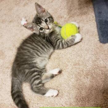 Princess Daisy -  Domestic Short Hair Cat Available for Adoption in Carmel, Indiana - Princess Daisy | PetCurious
