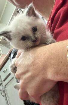 Daisy -  Domestic Medium Hair Cat for Adoption in Little Rock, Arkansas - Daisy | PetCurious