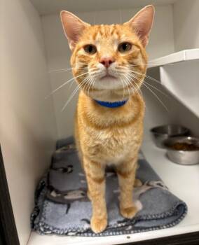 Murphy -  Domestic Short Hair Cat for Adoption in Frankfort, Kentucky - Murphy | PetCurious
