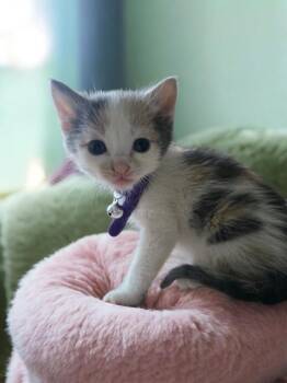 Tina -  Domestic Short Hair Cat for Adoption in Barron, Wisconsin - Tina | PetCurious