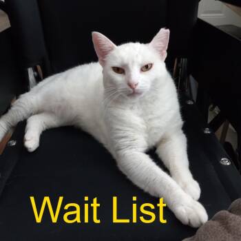 Pearl -  Domestic Medium Hair Cat for Adoption in Livingston, Texas - Pearl | PetCurious