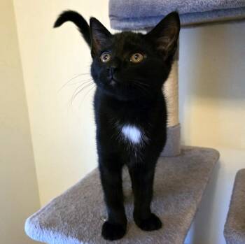 Dash -  Domestic Short Hair Cat Available for Adoption - Dash | PetCurious