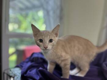 Owen/kk -  Tabby and Domestic Short Hair Cat for Adoption in White Bluff, Tennessee - Owen/kk | PetCurious