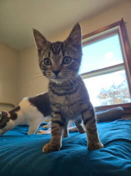 Rescue Domestic Short Hair Cats for Adoption in Greenwich Township, New Jersey - Laverne | PetCurious