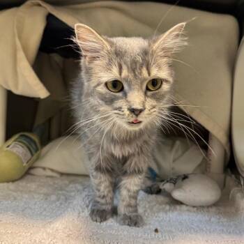 Saskia -  Domestic Medium Hair Cat for Adoption in Charlottesville, Virginia - Saskia | PetCurious