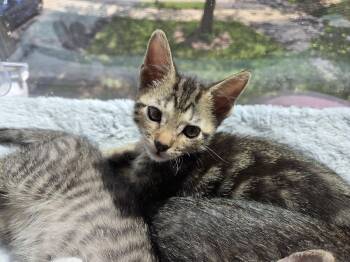 Domestic Short Hair Cats Available for Adoption in Wheaton, Illinois - Splotchy | PetCurious