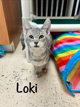 Domestic Short Hair Cats Available for Adoption - Loki | PetCurious