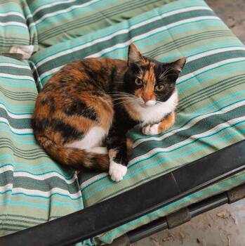 Domestic Short Hair Cats Available for Adoption - Kit | PetCurious