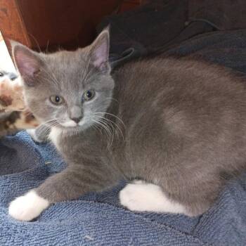 Domestic Short Hair Cats Available for Adoption in Woodstock, Virginia - Kayden | PetCurious