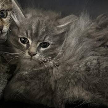 Domestic Long Hair Cats Available for Adoption - Tater | PetCurious