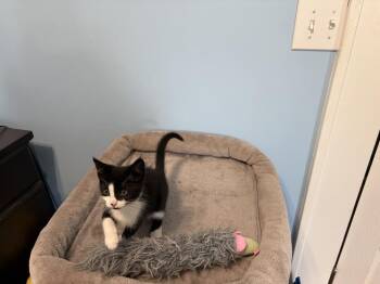 Penelope JN -  Domestic Short Hair Cat for Adoption in Greenville, South Carolina - Penelope JN | PetCurious