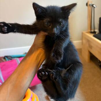 Morgan Anderson -  Domestic Medium Hair Cat for Adoption in Eagle Mountain, Utah - Morgan Anderson | PetCurious