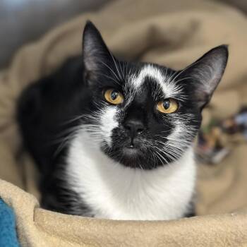 Princess Daisy -  Domestic Short Hair Cat for Adoption in Chicago, Illinois - Princess Daisy | PetCurious