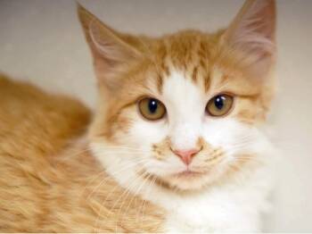 Kylo -  Domestic Medium Hair Cat for Adoption in Republic, Washington - Kylo | PetCurious
