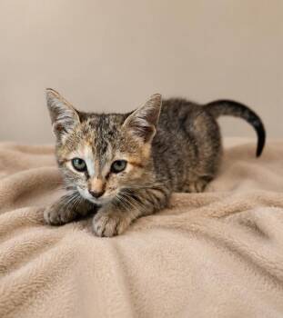 Ellie -  Domestic Short Hair Cat for Adoption in Lafayette, Louisiana - Ellie | PetCurious