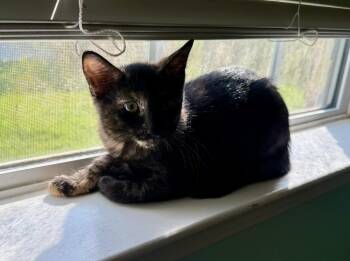 Rescue Domestic Medium Hair Cats for Adoption in Warner Robins, Georgia - Dandelion | PetCurious