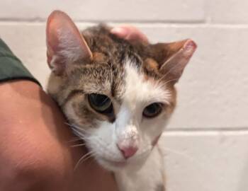 Ube -  Domestic Short Hair Cat for Adoption in Columbus, Indiana - Ube | PetCurious