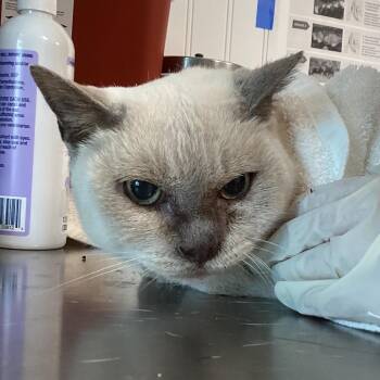 Domestic Short Hair Cats Available for Adoption - Chelsea | PetCurious