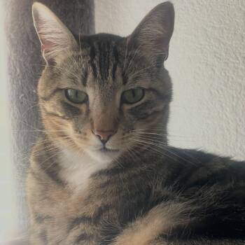 Domestic Short Hair Cats Available for Adoption in Riverside, California - Cairo | PetCurious