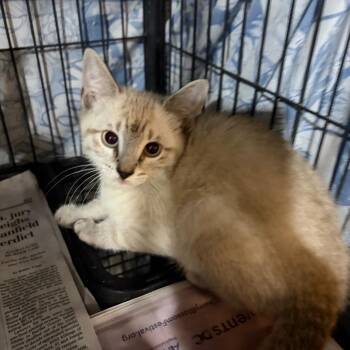 Pesto -  Siamese Cat for Adoption in Waldorf, Maryland - Pesto | PetCurious