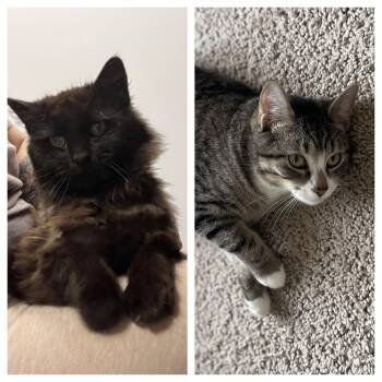 Domestic Long Hair Cats Available for Adoption in Honeoye, New York - Skids & Stanley | PetCurious