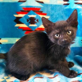 Sioux -  Domestic Short Hair Cat for Adoption in Mt. Juliet, Tennessee - Sioux | PetCurious