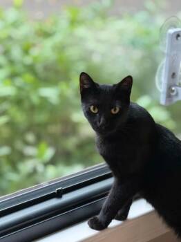 Banta -  American Shorthair Cat for Adoption in Lincoln Park, New Jersey - Banta | PetCurious