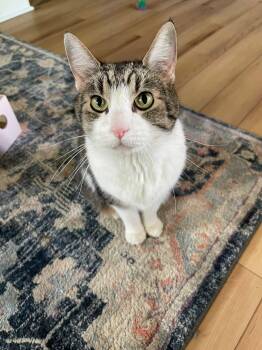 Jasper -  Tabby Cat for Adoption in Louisville, Kentucky - Jasper | PetCurious