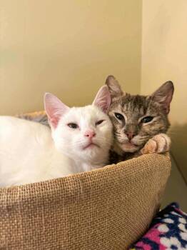 Rescue Domestic Short Hair Cats for Adoption in Charlotte, North Carolina - Mouse And Weasel | PetCurious