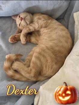 Dexter -  Domestic Short Hair Cat for Adoption in Corinth, New York - Dexter | PetCurious