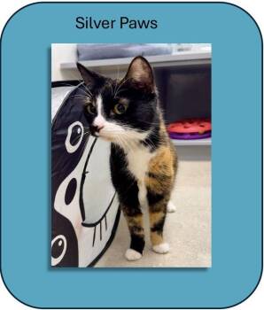 Calico Cats Available for Adoption - Elara | PetCurious