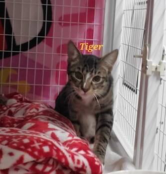 Rescue Domestic Short Hair Cats for Adoption in Diamond Springs, California - Tiger | PetCurious