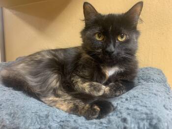 Stella -  Domestic Medium Hair Cat for Adoption in Port Jefferson Station, New York - Stella | PetCurious