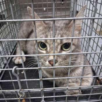 Classy -  Domestic Short Hair Cat for Adoption in Summerville, South Carolina - Classy | PetCurious