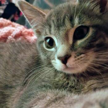 Lisa -  Domestic Short Hair Cat for Adoption in Carmel, Indiana - Lisa | PetCurious