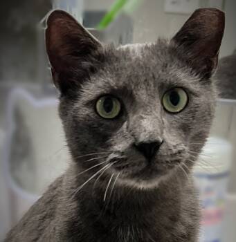 Rescue Domestic Short Hair Cats for Adoption in Seven Valleys, Pennsylvania - Max | PetCurious