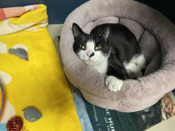 Rescue Domestic Short Hair Cats for Adoption in Wantagh, New York - Cypress | PetCurious