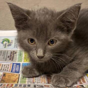 Jolie -  Domestic Short Hair Cat for Adoption in Yuma, Arizona - Jolie | PetCurious