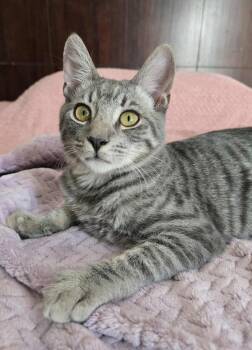 Rescue Domestic Short Hair Cats for Adoption in Salinas, California - Kirk | PetCurious