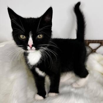 Cider -  Domestic Short Hair Cat for Adoption in Fort Wayne, Indiana - Cider | PetCurious